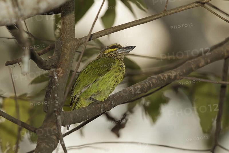 Green-eared Barbet (Psilopogon faiostrictus), Kaeng Krachan, Thailand