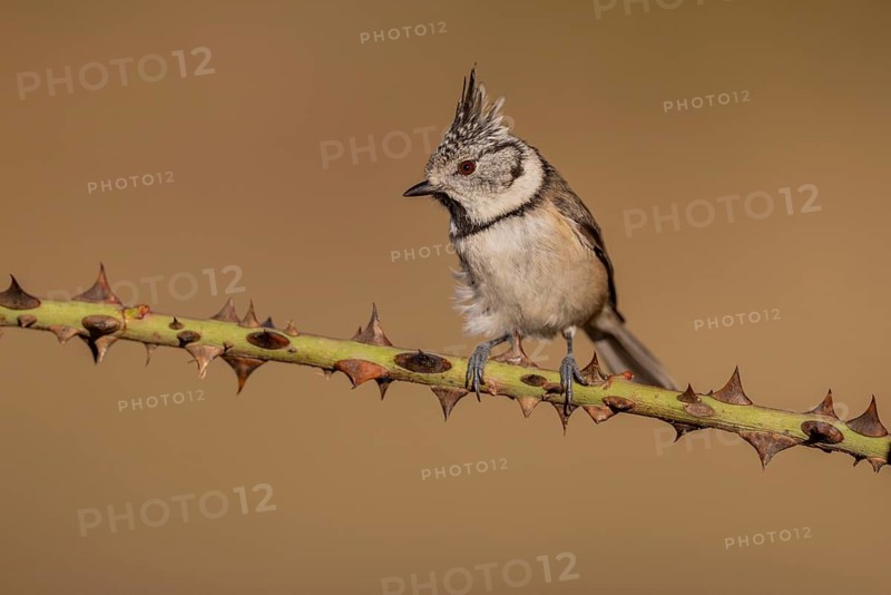 Crested Tit (Parus cristatus), Spain