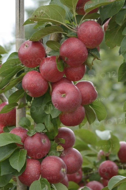 Apple (Malus domestica 'Remo'), Bundessortenamt Prüfstelle Wurzen, Wurzen, Saxony, Germany