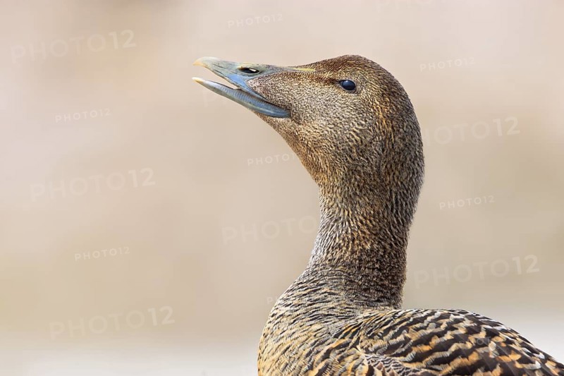 Common Eider (Somateria mollissima) female, British Columbia, Canada