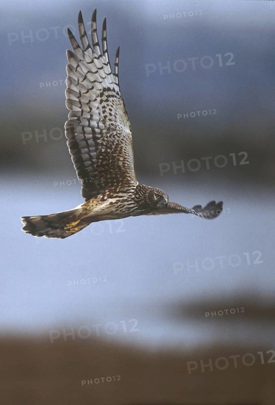 Northern Harrier (Circus hudsonius) female flying, California, USA