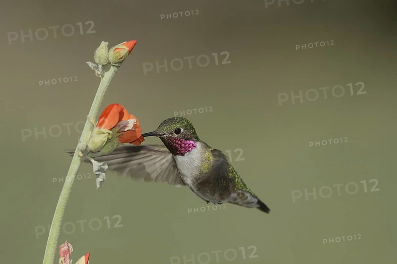 Broad-tailed Hummingbird (Selasphorus platycercus) male, California, USA