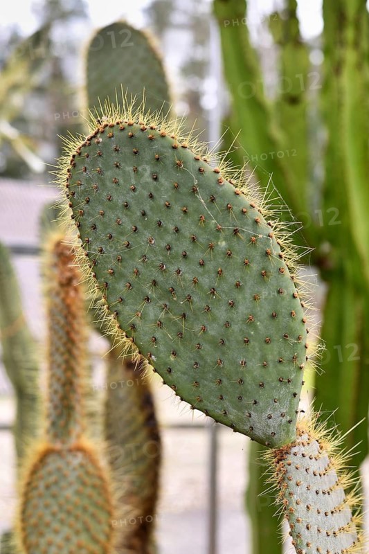 Close up of platyclade of Prickly Pear 'Opuntia' cactus plant