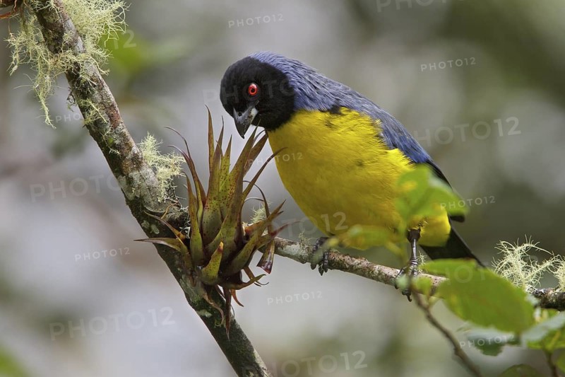 Hooded Mountain-Tanager (Buthraupis montana) perched on a branch in Ecuador, South America