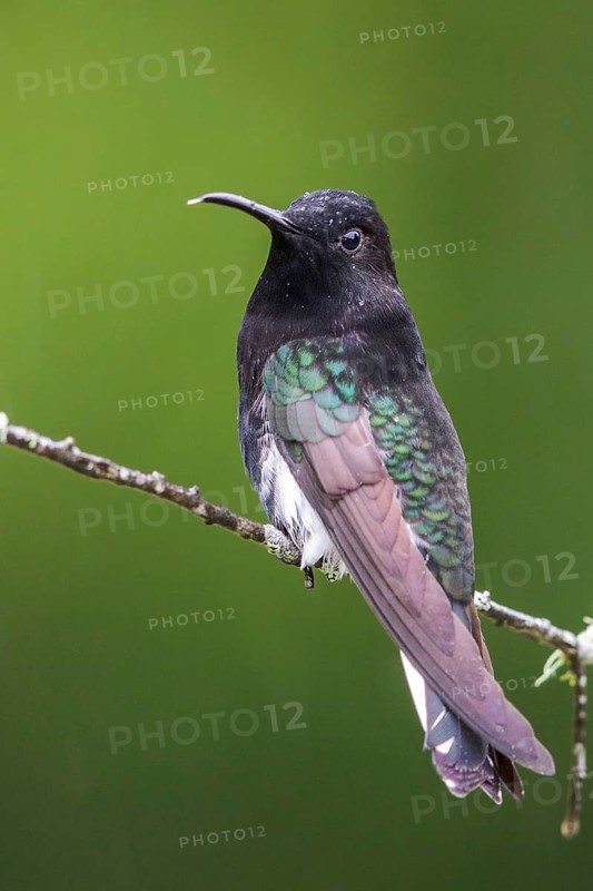 Black Jacobin (Florisuga fusca) perched on a branch in the Atlantic rainforest of southeast Brazil