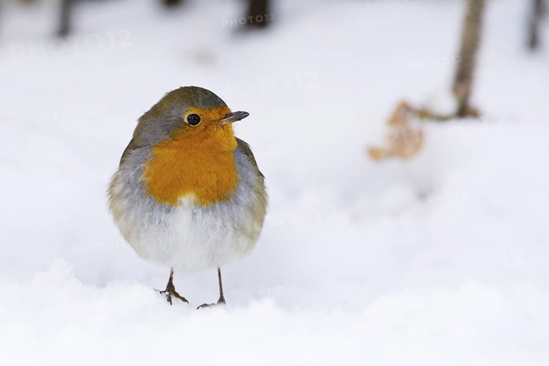European Robin (Erithacus rubecula), Norway