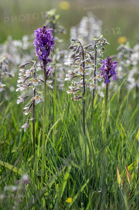Marsh helleborine (Epipactis palustris) and Southern marsh orchid (Dactylorhiza praetermissa) mass population, Emsland, Lower Saxony, Germany