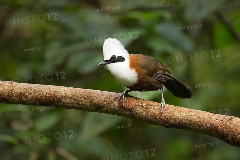 White-crested Laughingthrush (Garrulax leucolophus patkaicus) perched on a branch, Yunnan, China