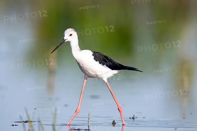 Stilt walkers looking for food, (Himantopus himantopus), Hungary