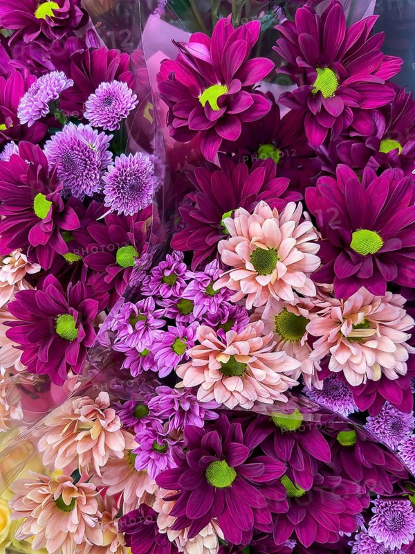 Large bouquet of composite flowers (Asteraceae) in purple lilac pink shades with dahlias gerberas asters, Germany