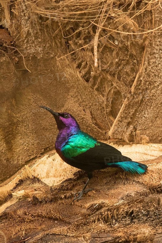 Splendid Sunbird (Cinnyris coccinigastrus) male, Gambia