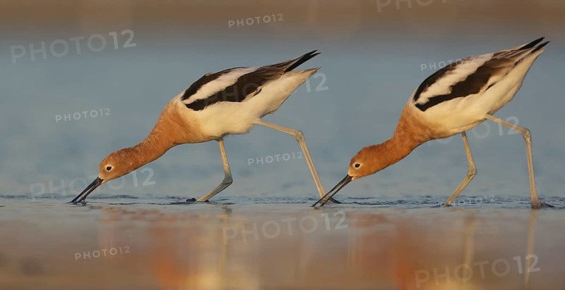 American Avocet (Recurvirostra americana) pair foraging, Texas, USA