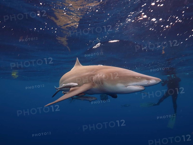 Lemon shark (Negaprion brevirostris)