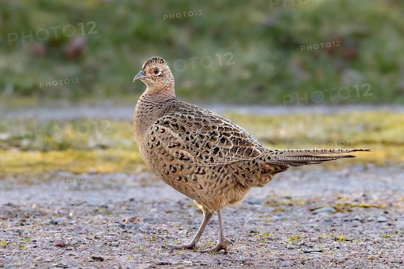 Common Pheasant (Phasianus colchicus) female, Smaland, Sweden