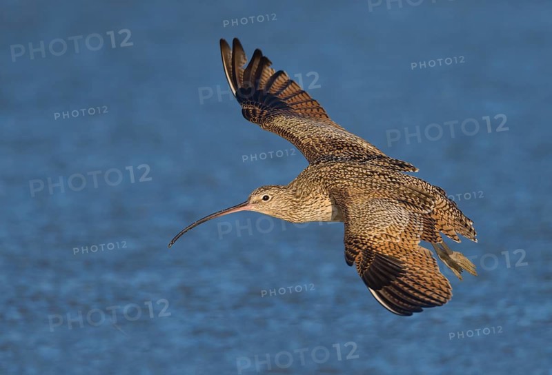 Long-billed Curlew (Numenius americanus) - Morro Bay, California