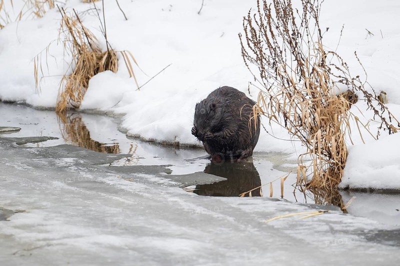 European beaver (Casor fiber), beaver at the edge of a river bank grooming its fur in winter, Tyrol, Austria
