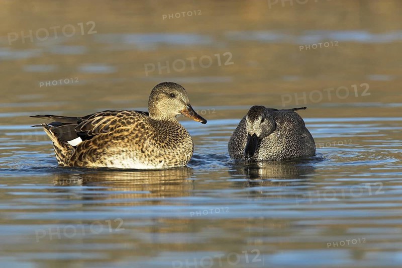 Gadwall (Mareca strepera) female, Madrid, Spain