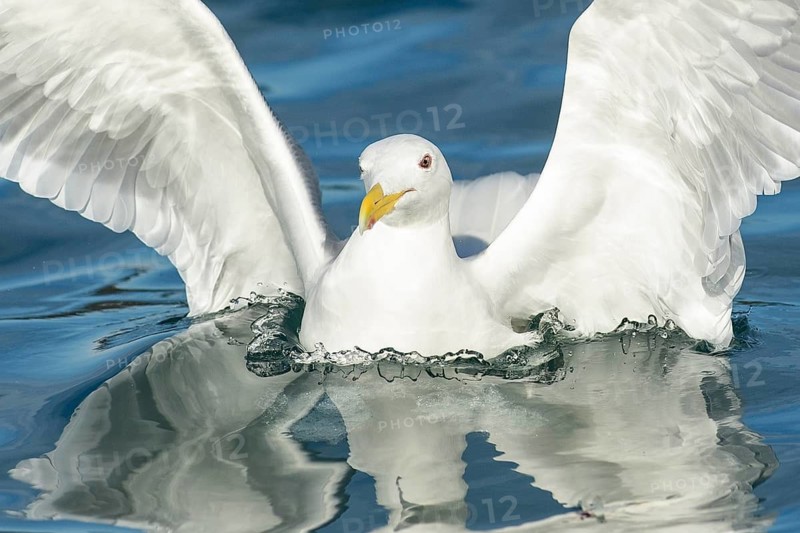 Glaucous-winged Gull (Larus glaucescens), Alaska, USA