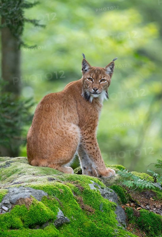 Eurasian lynx (Lynx lynx) sitting on a moss-covered rock in the forest and looking attentively, captive, Bavarian Forest National Park, Bavaria, Germany
