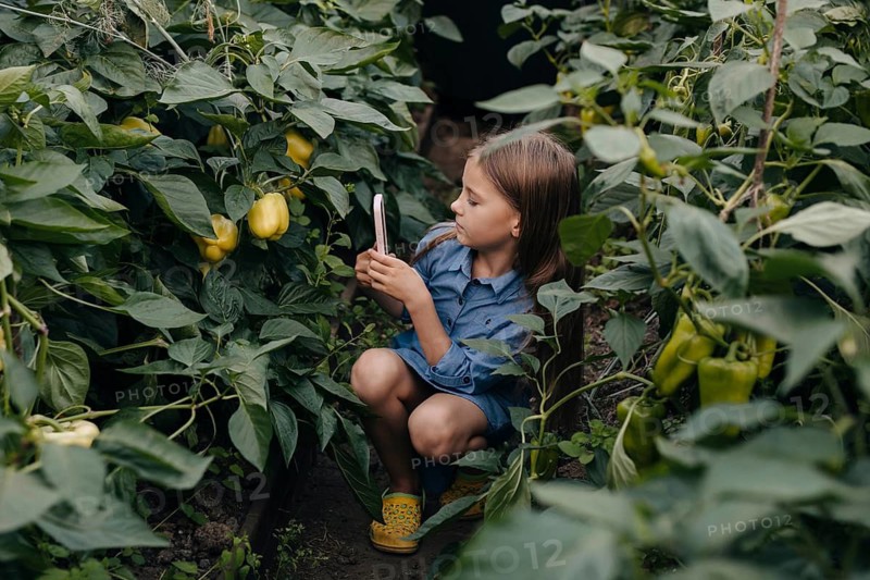 A young girl in a denim dress holds a smartphone, capturing images of lush green and yellow peppers in a serene greenhouse setting, highlighting curiosity and nature