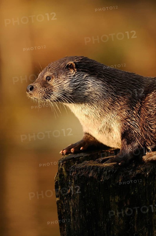 An otter sits attentively on a stump at sunset, otter (Lutra lutra), Bavaria