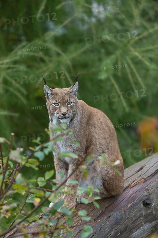 One Eurasian lynx, (Lynx lynx), sitting on fallen dead tree with a green natural background and autumnal leaves in the foreground