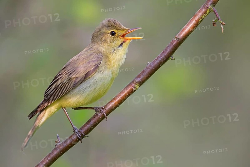 Icterine Warbler, Hippolais icterina, HypolaÔs ictÈrine, Zarcero Icterino, Worms, Rhineland-Palatinate, Germany