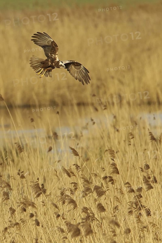 Western Marsh Harrier (Circus aeruginosus) female, Rhineland-Palatinate, Germany