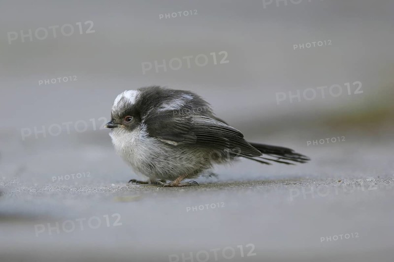 Long-tailed Tit (Aegithalos caudatus) juvenile, Lower Saxony, Germany