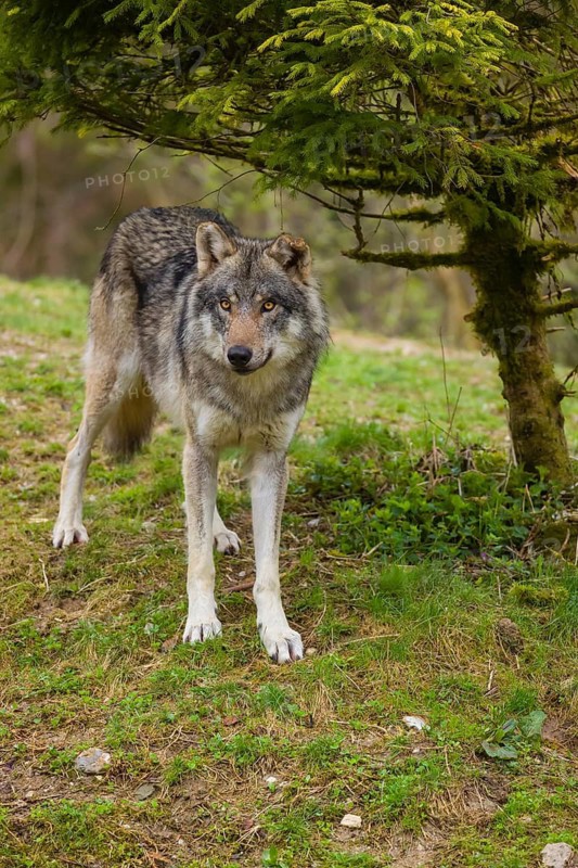 One eurasian gray wolf (Canis lupus lupus) stands on a small hill under a tree. A second wolf stands in the background