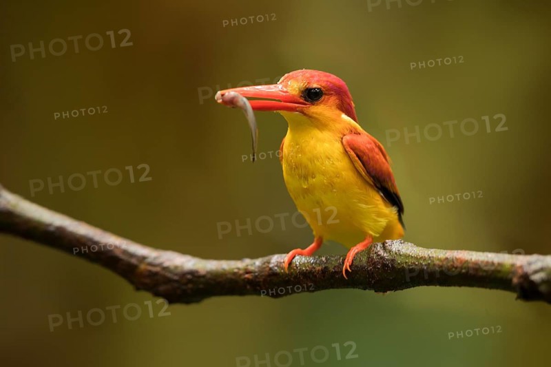 Oriental Dwarf Kingfisher (Ceyx erithaca) perched on a branch with fish in beak, Selangor, Malaysia