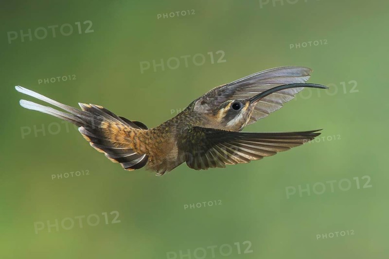 Long-billed Hermit (Phaethornis longirostris) flying while feeding at a flower in Costa Rica