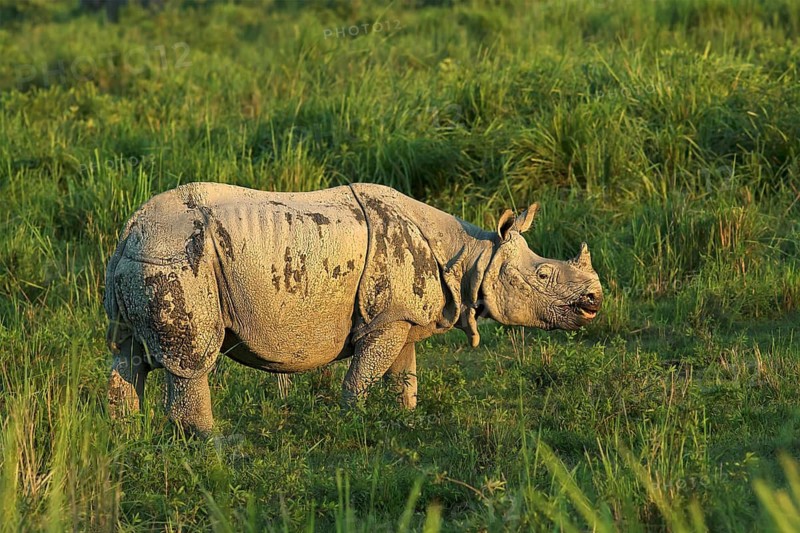 Indian Rhinoceros (Rhinoceros unicornis) in grassland, Kaziranga National Park, India