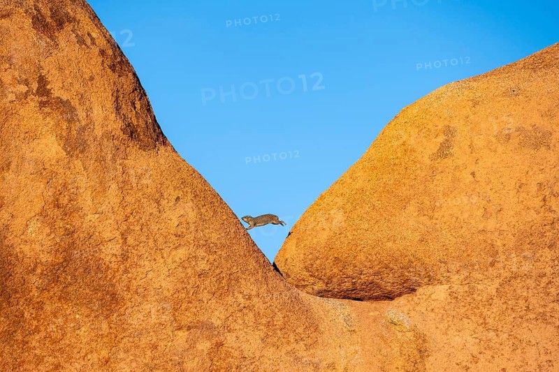 Funny, Rock hyrax (Procavia capensis) jumps on a big boulder, Pontok-Berge, Spitzkoppe, Große Spitzkuppe Nature Reserve, Namibia