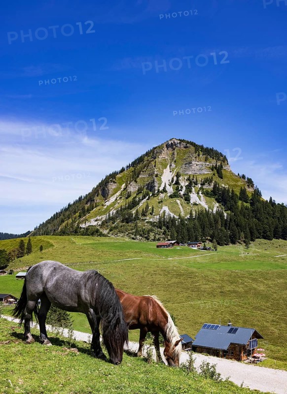 Horses on the Genneralm with Holzeck, Osterhorn group, Salzkammergut, Salzburg province, Austria