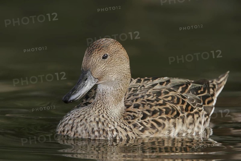 Northern Pintail (Anas acuta) female, Arizona, USA