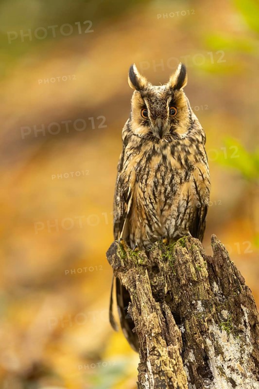Long-eared Owl (Asio otus) captive, Baden-Wuerttemberg, Germany