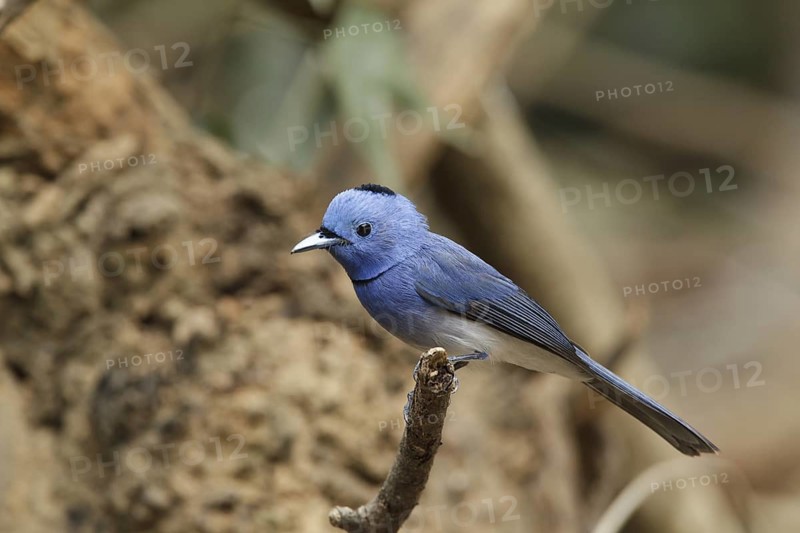 Black-naped Monarch (Hypothymis azurea) male, Kaeng Krachan, Thailand