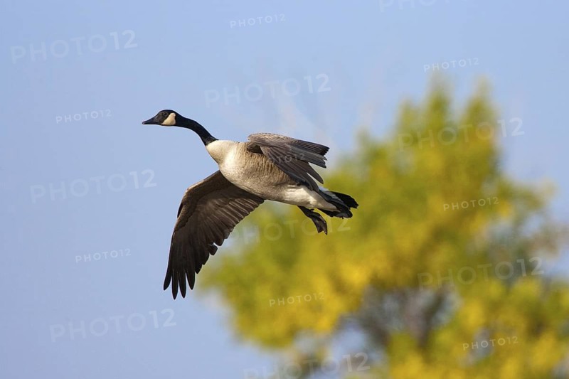 Canada Goose Branta canadensis Duluth, Minnesota, United States 15 September Adult Anatidae