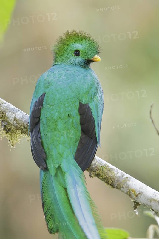 Resplendent Quetzal (Pharomachrus mocinno) perched on a branch in Costa Rica, Central America