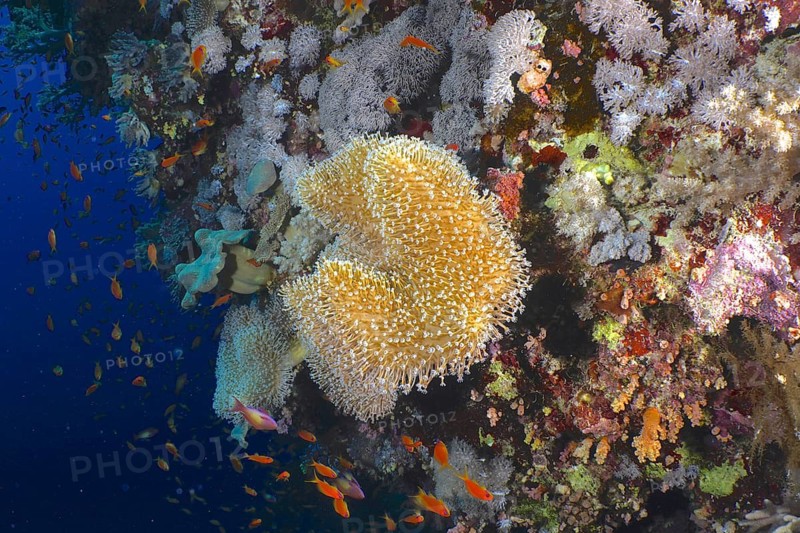 Rough leather coral (Sarcophyton glaucum)