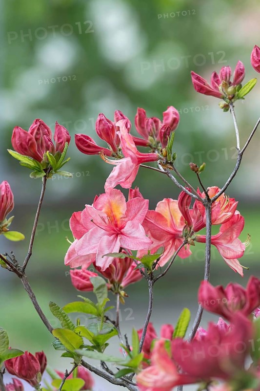 Knaphill azalea (Rhododendron 'Cecile'), An den Dorfwiesen 9, Germany