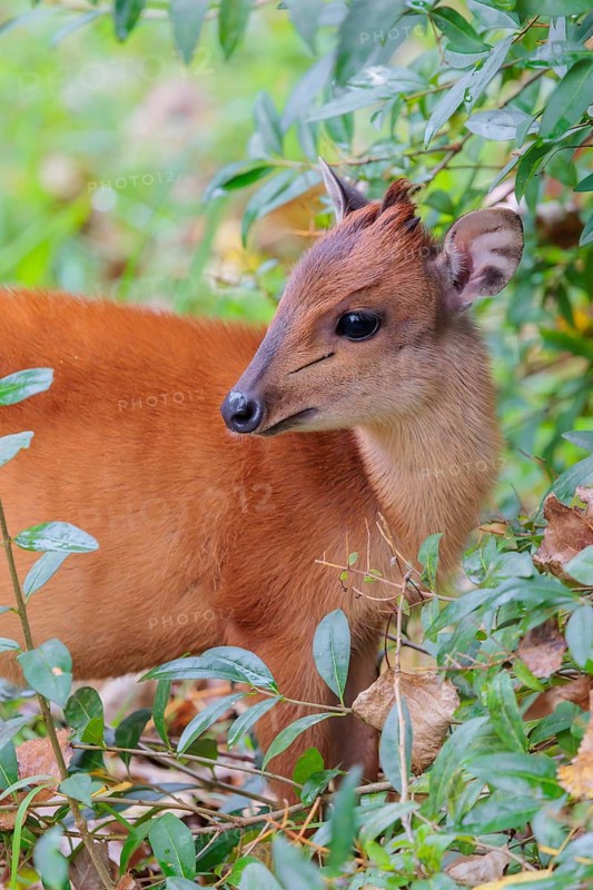 A female red forest duiker, Natal duiker or Natal red duiker (Cephalophus natalensis) stands on a green meadow, very close to a bush
