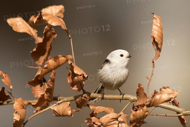 Long-tailed Tit (Aegithalos caudatus) perched on a branch, Bavaria, Germany