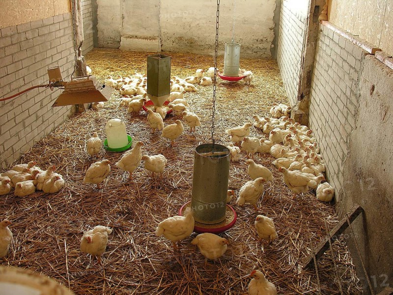 Young chickens in a stable with straw, Othenstorf, Mecklenburg-Western Pomerania, Germany
