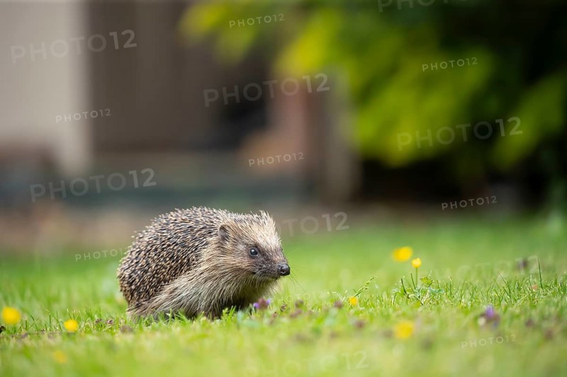 European hedgehog (Erinaceus europaeus) adult animal on a garden grass lawn in summer, England, United Kingdom