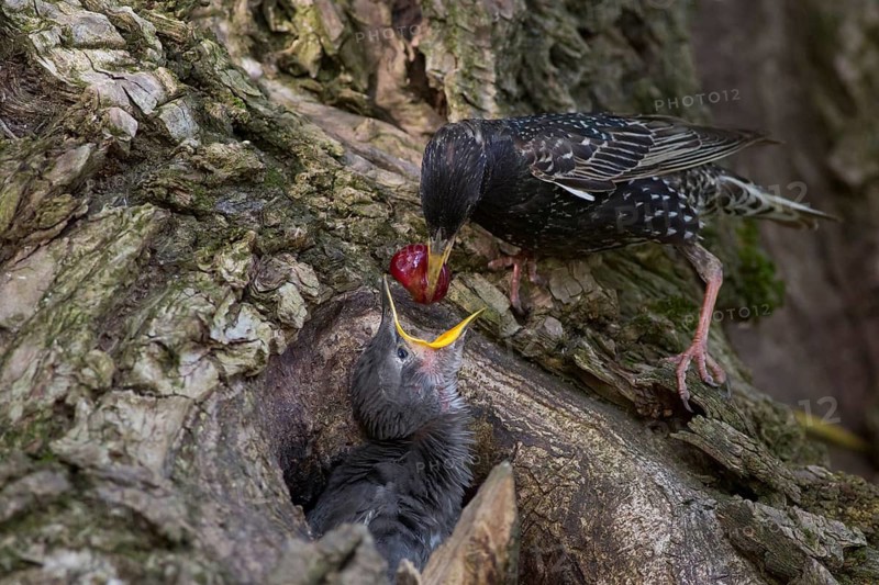 Common Starling (Sturnus vulgaris) feeding chick in nest with a cherry, Hungary