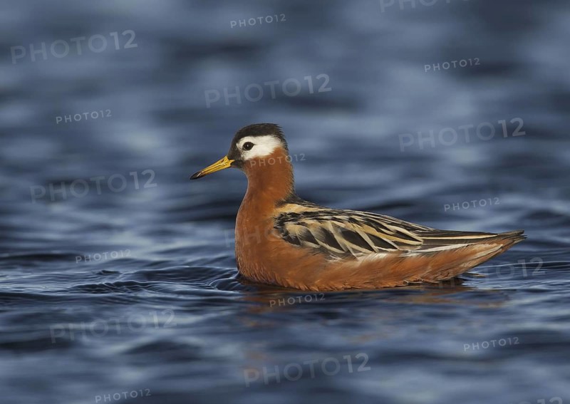 Red Phalarope (Phalaropus fulicarius) female, Alaska, USA