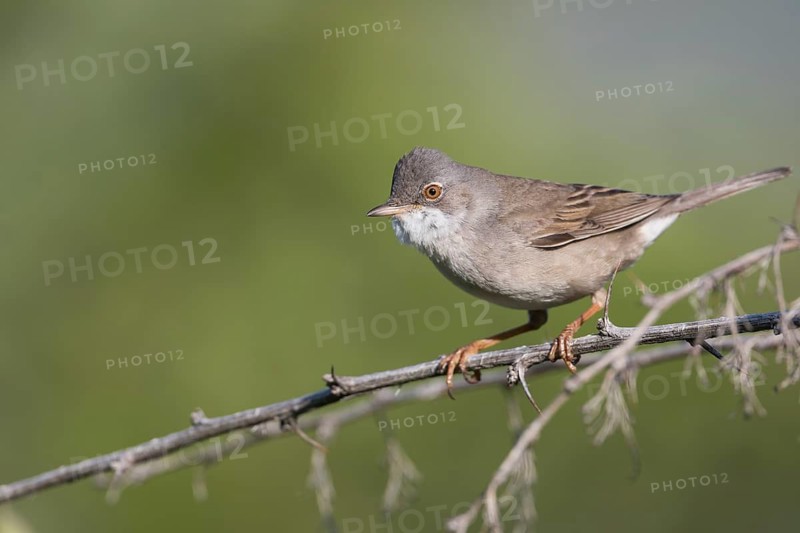 Common Whitethroat - Dorngrasmücke - Sylvia communis ssp. rubicola, Kyrgyzstan, adult male