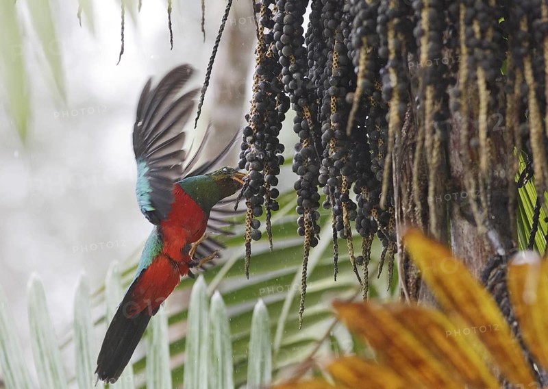 Golden-headed Quetzal (Pharomachrus auriceps) male, Pichincha, Ecuador